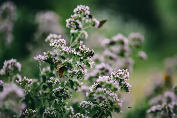 花园里的花、水果和蔬菜