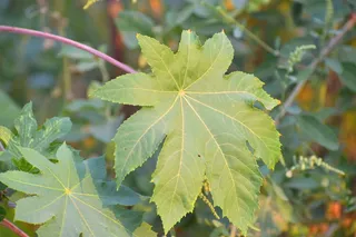 大节叶, 大叶, 绿色, 野生叶, 性质, 植物部分, 叶, 增长