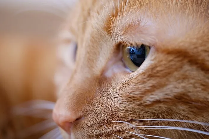 猫的特写照片