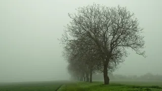 裸，树，有盖，雾，树，心情，早晨，无色