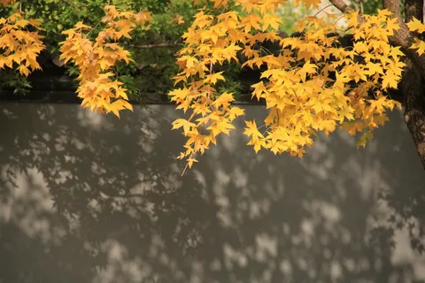 元宝枫、枫树、树叶、植物、黄色、秋天、大自然、大自然之美 元宝枫、枫树、树叶、植物、黄色、秋天、大自然、大自然之美