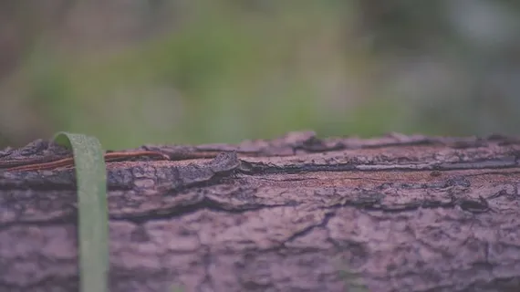 树皮、特写、环境、焦点、宏观、户外、表面、纹理