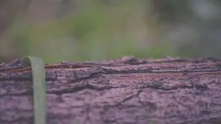 树皮、特写、环境、焦点、宏观、户外、表面、纹理