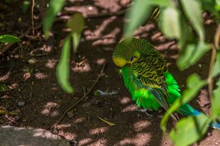 性质, 动物世界, 鸟, 叶, 动物, 便宜, 动物主题, 脊椎动物