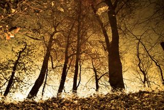 树木、森林、森林倒影、树木、树叶、秋天、秋天的心情、审美