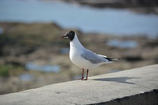 鸟，自然，动物，海鸥，影子，阳光，阳光，阳光