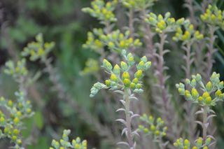 花，黄色，花园，草原，黄色的花，春天，黄色的是，植物