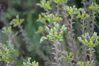 花，黄色，花园，草原，黄色的花，春天，黄色的是，植物