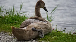 天鹅，动物孩子，水，小天鹅，鸟，草，野生动物，动物