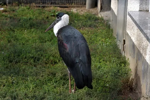 马拉布，食腐动物，东部，动物主题，动物，脊椎动物，一种动物，野生动物