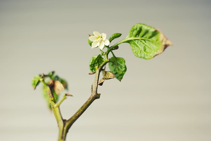 绿色，植物，叶子，红辣椒，自然，配料，烹饪，叶子