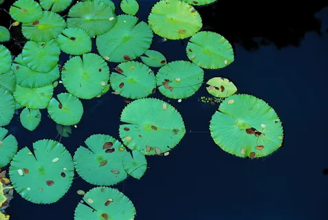 叶子,植物部分,漂浮,漂浮在水面上,湖泊,睡莲,水,植物 叶子,植物部分,漂浮,漂浮在水面上,湖泊,睡莲,水,植物