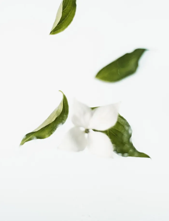 叶, 植物, 绿色, 罐子, 花瓶, 陶器, 盆栽, 花瓣