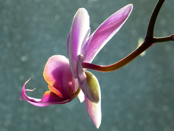 蝴蝶兰、蝴蝶兰、兰花、粉色、花朵、热带、花瓣、新鲜度