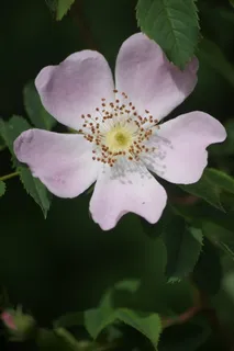 植物,花,自然,花,花瓣,花头,脆弱,新鲜 植物,花,自然,花,花瓣,花头,脆弱,新鲜