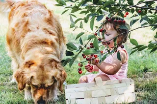 樱桃，樱桃，收集，儿童，村庄，水果，树，新鲜