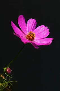 黑暗背景下的宇宙之花 黑暗背景下的宇宙之花