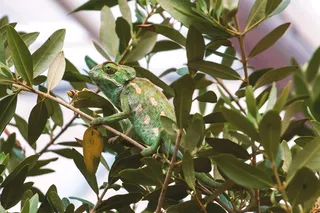变色龙，鳞片，蚱蜢，吃，颜色，爬行动物，近距离，蜥蜴