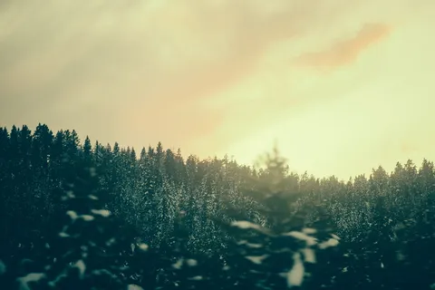 选择性,聚焦,剪影摄影,高大,树木,浓密,云层,白天 选择性,聚焦,剪影摄影,高大,树木,浓密,云层,白天