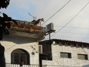 狗、宠物、屋顶、趣味、建筑、建筑外观、建筑结构、低角度视图