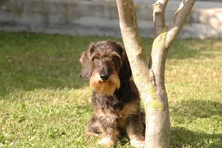 狗，腊肠，视图，一只动物，狗，哺乳动物，宠物，家畜