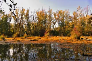 沼泽，树木，自然，森林，秋天，环境，荒野，树木