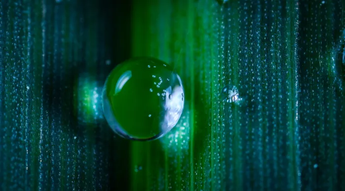 露水特写摄影
