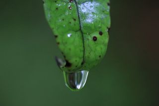 澳大利亚，彼得伯勒，大洋路，森林，雨，雨滴，宏观，绿色