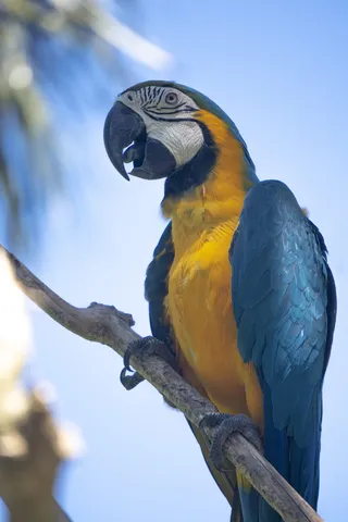 蓝色和黄色金刚鹦鹉栖息在树枝上