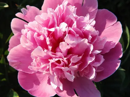 牡丹, 粉红色, 开花, 花, 五旬节 Rosengewächs, 芍药, 阳光 牡丹, 粉红色, 开花, 花, 五旬节 Rosengewächs, 芍药, 阳光