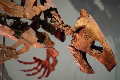 化石、龟、骨、骨架、爬行动物、古老、古老、灭绝