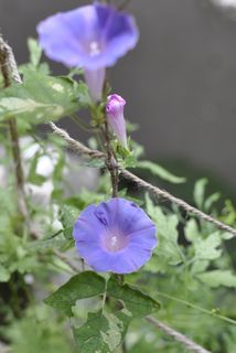 牵牛花，花，绿帘，花，开花植物，植物，脆弱，脆弱