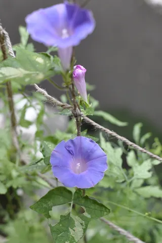 牵牛花，花，绿帘，花，开花植物，植物，脆弱，脆弱
