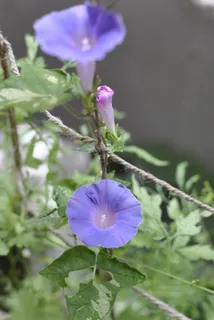 牵牛花,花,绿帘,花,开花植物,植物,脆弱,脆弱 牵牛花,花,绿帘,花,开花植物,植物,脆弱,脆弱