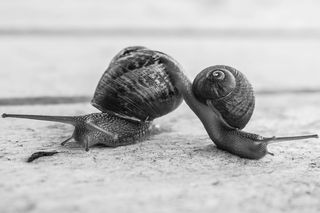 两个蜗牛的灰度照片