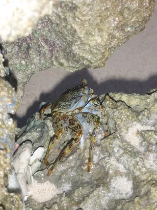 癌症、动物、岩石、海洋、宠物盔甲、艺术、动物主题、动物野生动物