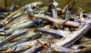 鱼，新鲜捕获，市场摊位，frisch，鱼摊，市场大厅，销售摊位，鱼市