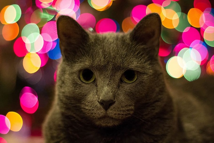 灯光、动物、宠物、可爱、博克、猫、猫、动物主题