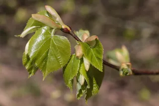 叶，自然，植物，树木，生长，幼叶，schönwetter，植物部分