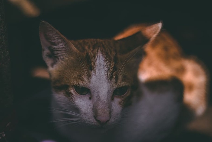 虎皮猫