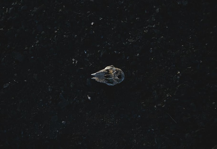 棕色，马蹄蟹插图，深色，夜间，黑色，反光，动物，自然