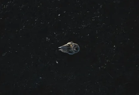 棕色，马蹄蟹插图，深色，夜间，黑色，反光，动物，自然