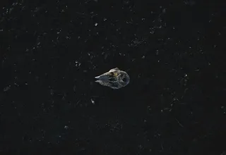 棕色，马蹄蟹插图，深色，夜间，黑色，反光，动物，自然