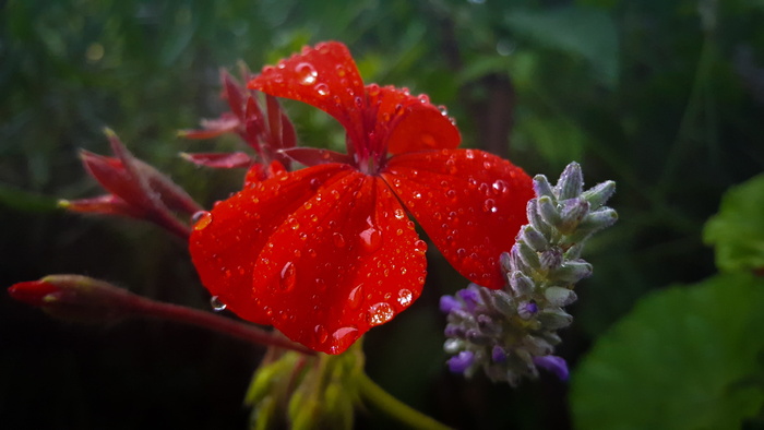 花，红，雨，雨，缩放，宏，冬，冷