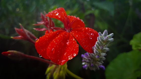 花，红，雨，雨，缩放，宏，冬，冷
