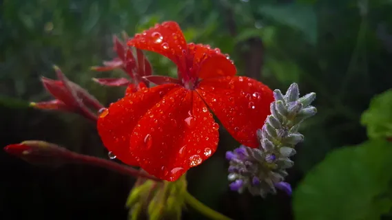 花,红,雨,雨,缩放,宏,冬,冷 花,红,雨,雨,缩放,宏,冬,冷
