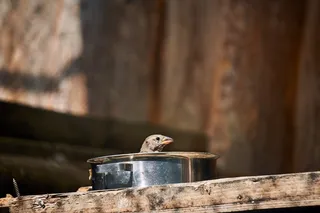 麻雀，鸟，锅，自然，动物，羽毛，羽毛，动物世界