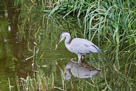 苍鹭、鸟、东方、自然、苍鹭、动物、水、荒野