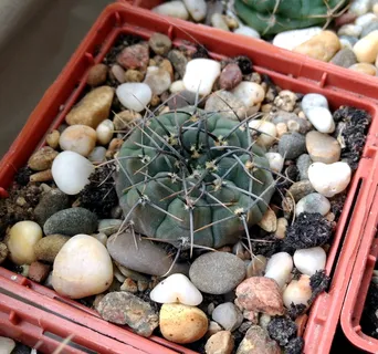 裸子藻、仙人掌、倒钩、发痒、多汁、盆栽、盆栽植物、绿色 裸子藻、仙人掌、倒钩、发痒、多汁、盆栽、盆栽植物、绿色
