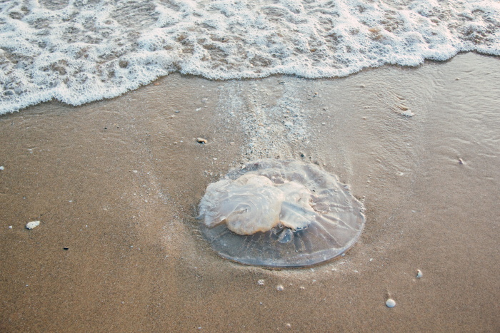 海洋、自然、海滩、沙滩、动物、海湾、泡泡、特写